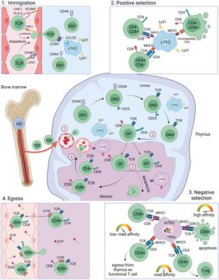 Immune tolerance and the prevention of autoimmune diseases essentially depend on thymic tissue homeostasis